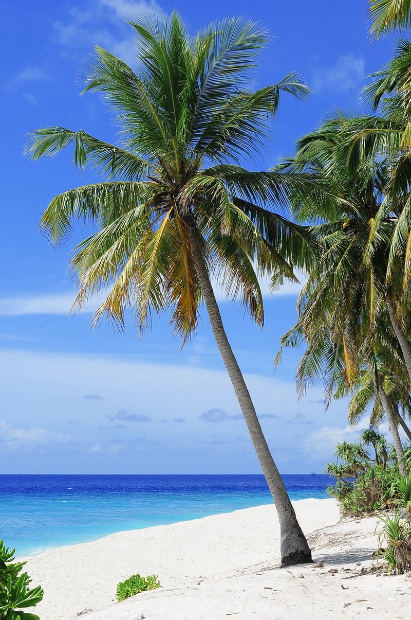 Tropical Paradise